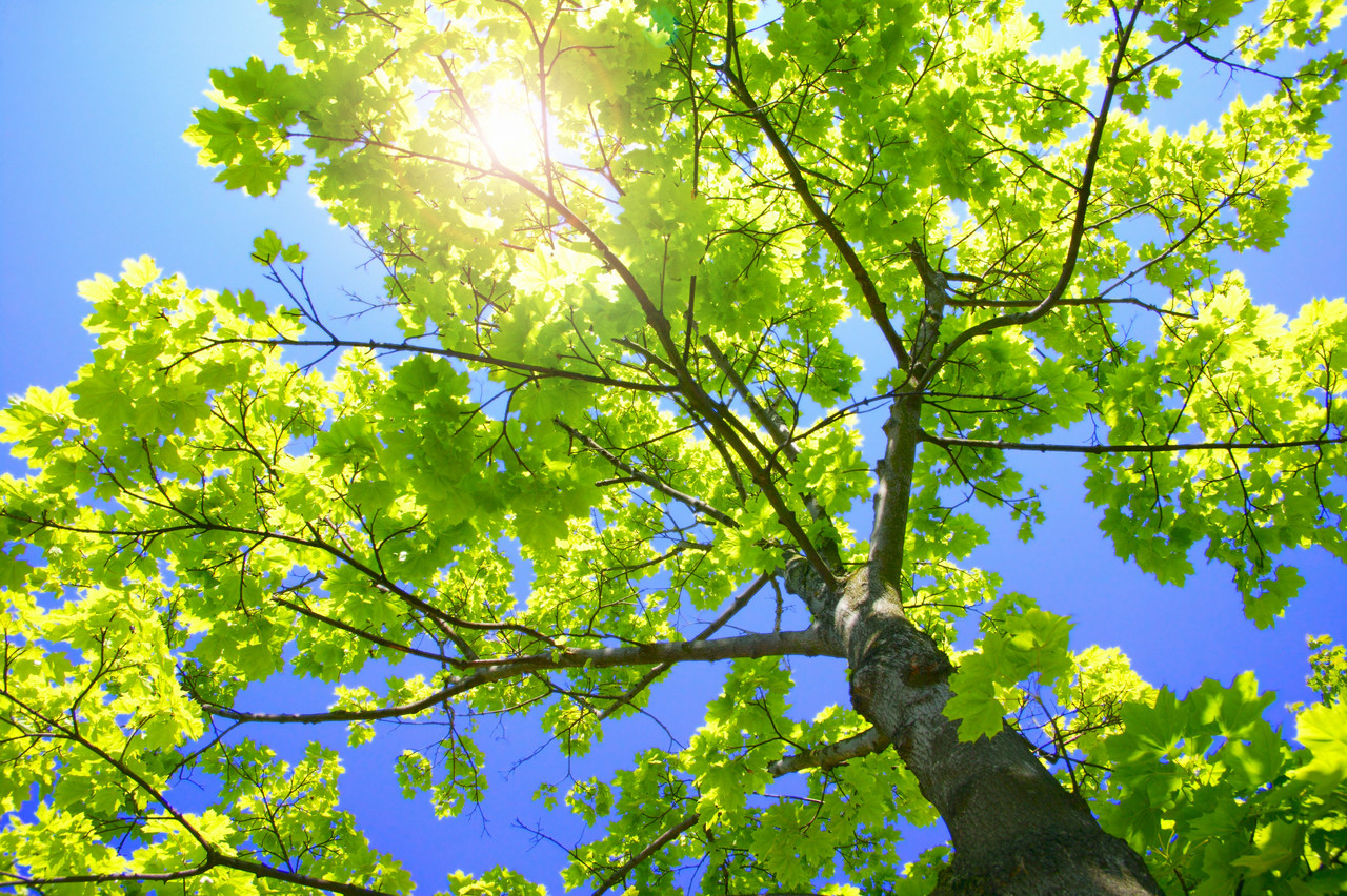 under a tree