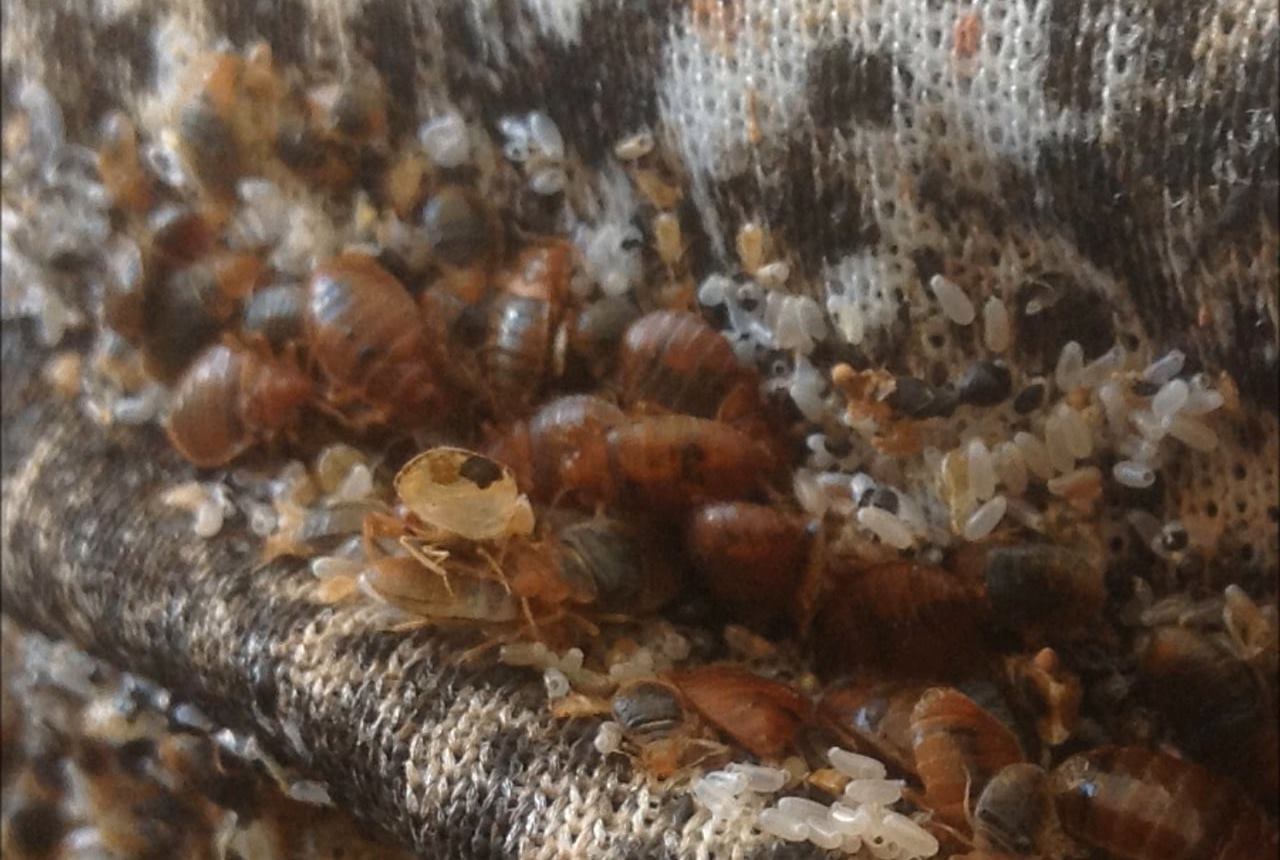 bedbugs laying eggs