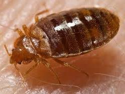 big bedbug
